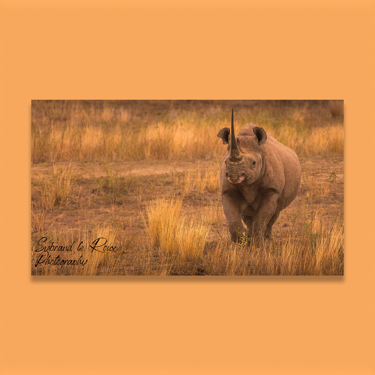 Black Rhino Afternoon