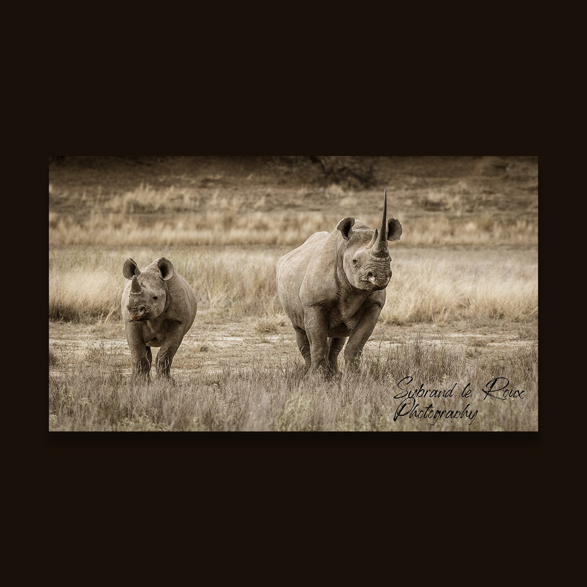 Black Rhinos on  Guard
