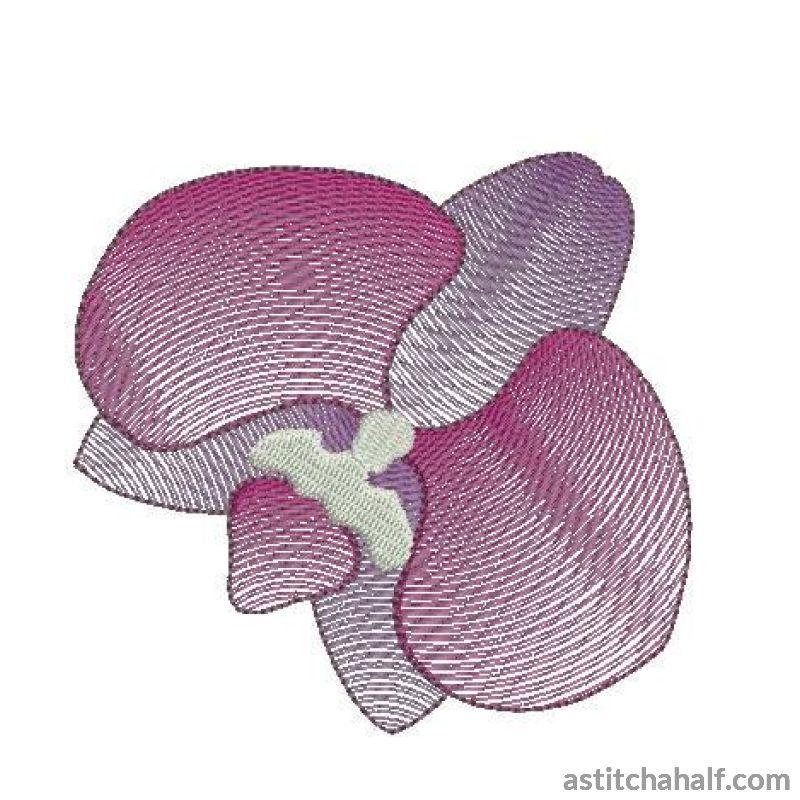Orchid Flower Transparency