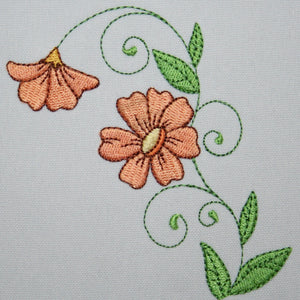 Popular Orange Cosmos