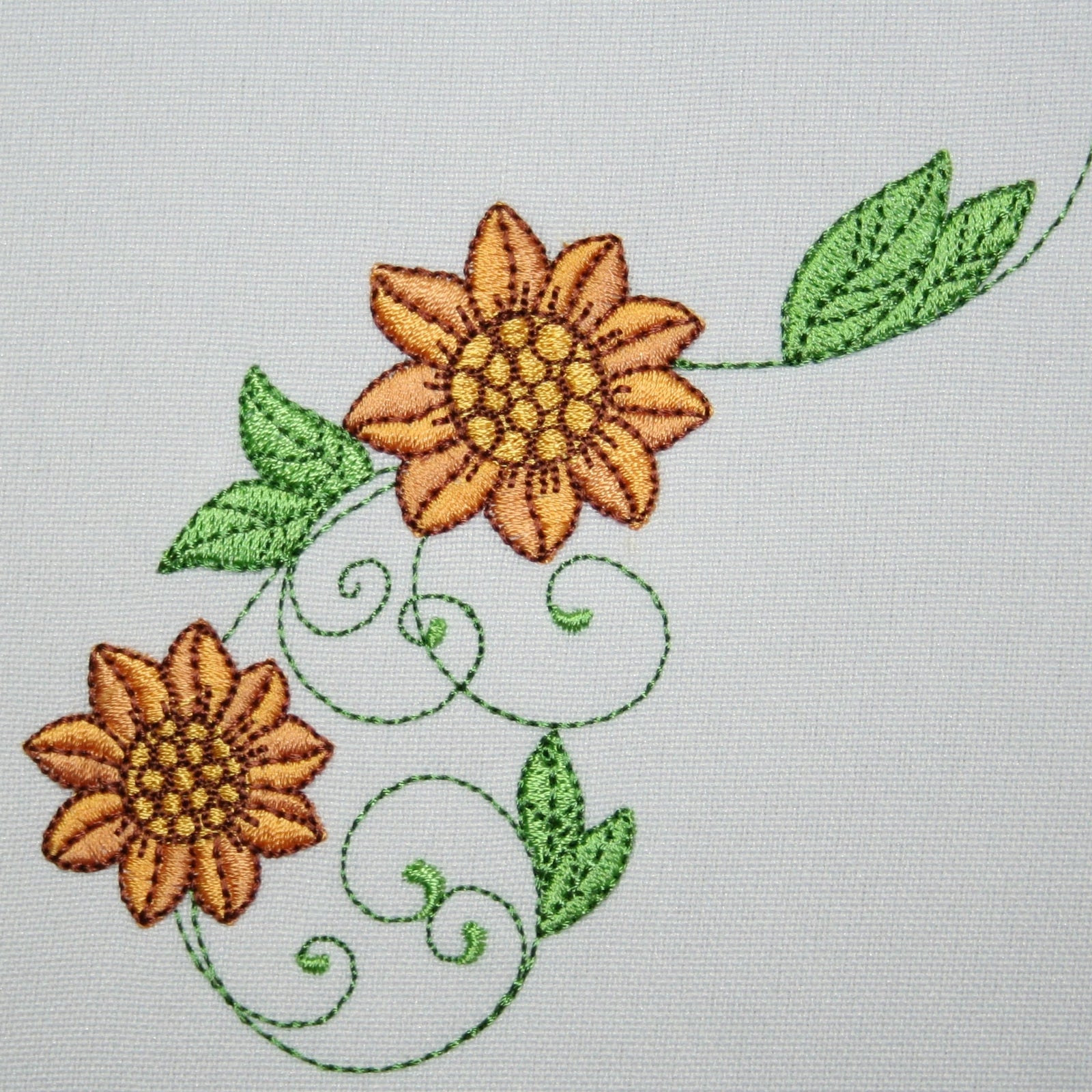 Popular Helianthus Sunflowers