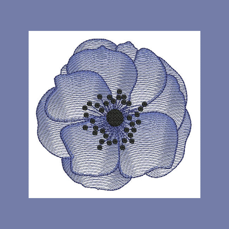 Anemone Flower Transparency