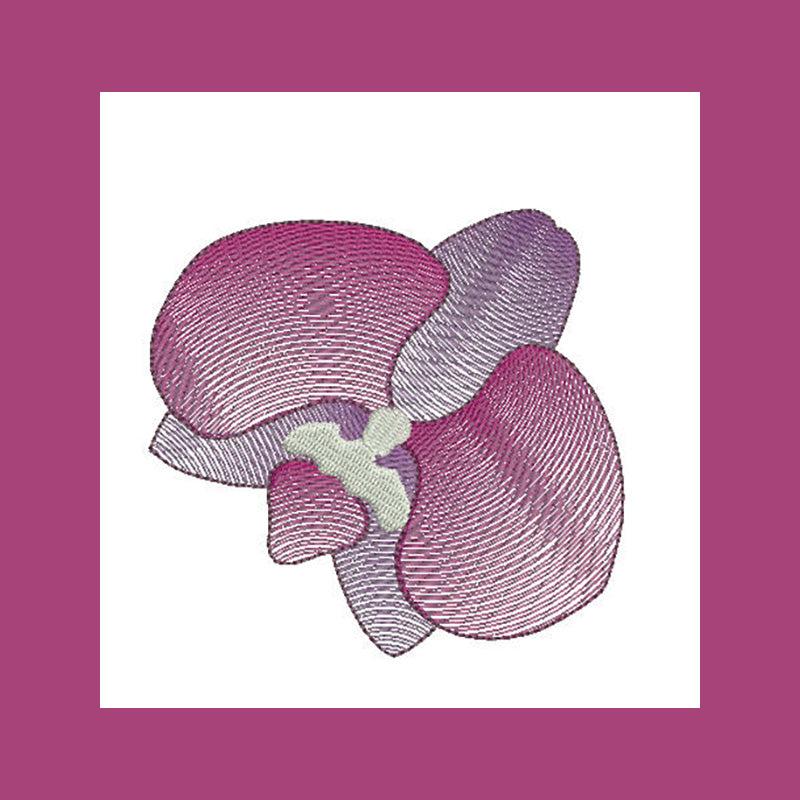 Orchid Flower Transparency