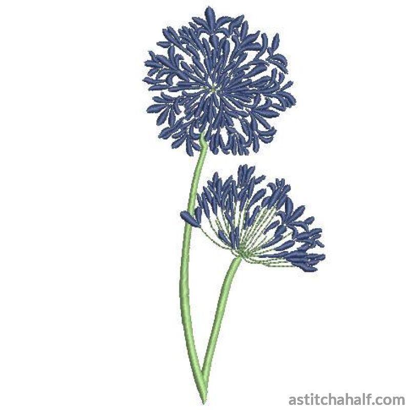 Agapanthus Flowers Allure - aStitch aHalf