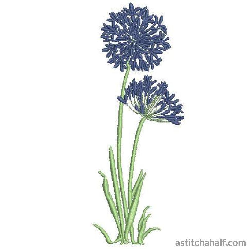 Agapanthus Flowers Allure - aStitch aHalf