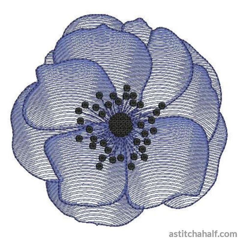 Anemone Flower Transparency