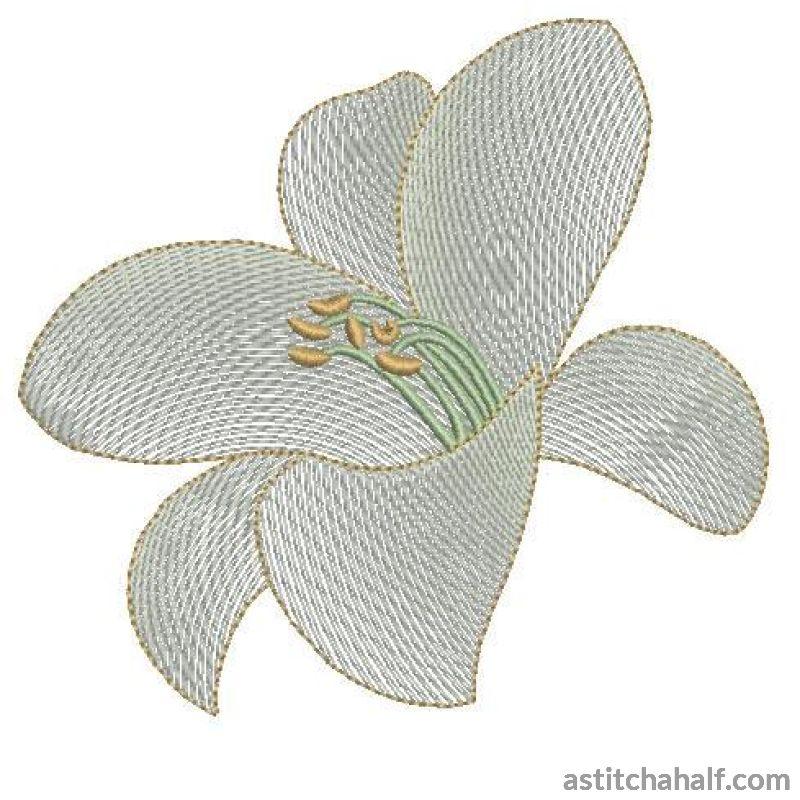 Casa Blanca Lily Flower Transparency